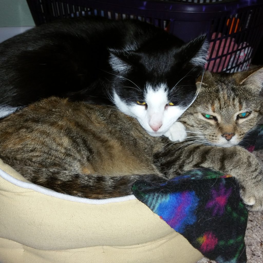 two cats sharing bed