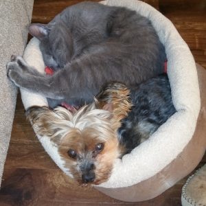 Cat and dog share bed