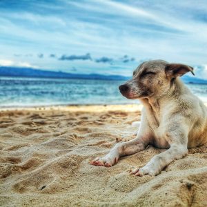 geriatric dog on the beach