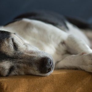 resting elderly jack russell terrier