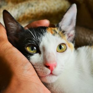 person-s-left-hand-holding-calico-cat-790033