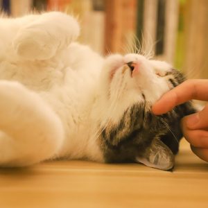 person-touching-a-cat-1359292