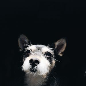 terrier mix black background