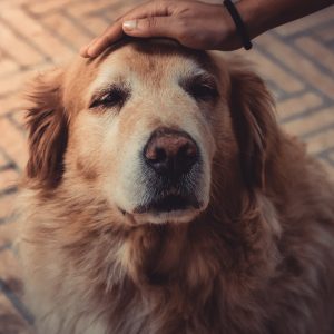 geriatric golden retriever getting patted on the head