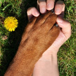 compassionate veterinary care