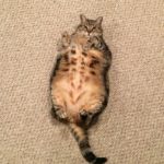 Fat cat belly