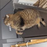 Obese cat on treatmill