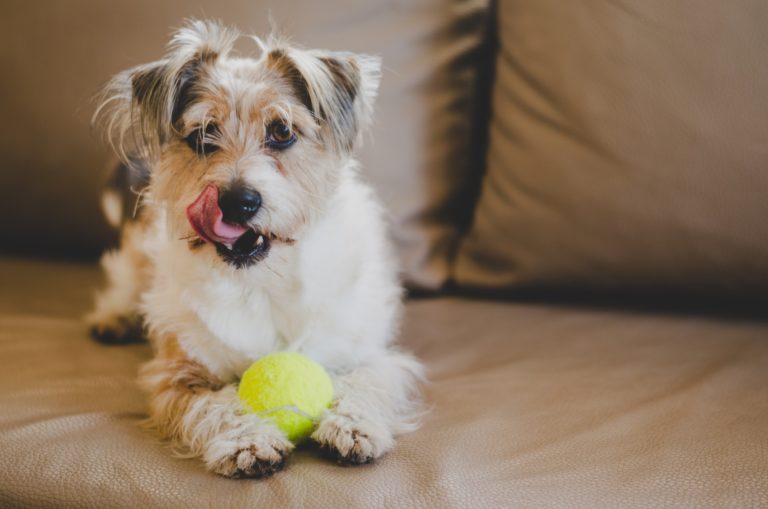 Dog on sofa